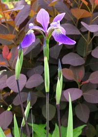 Iris x robusta 'Gerard Darby'